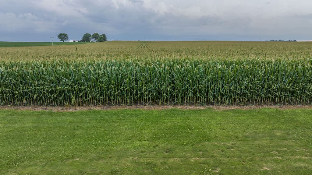 A wall of corn rising from the field, aerial