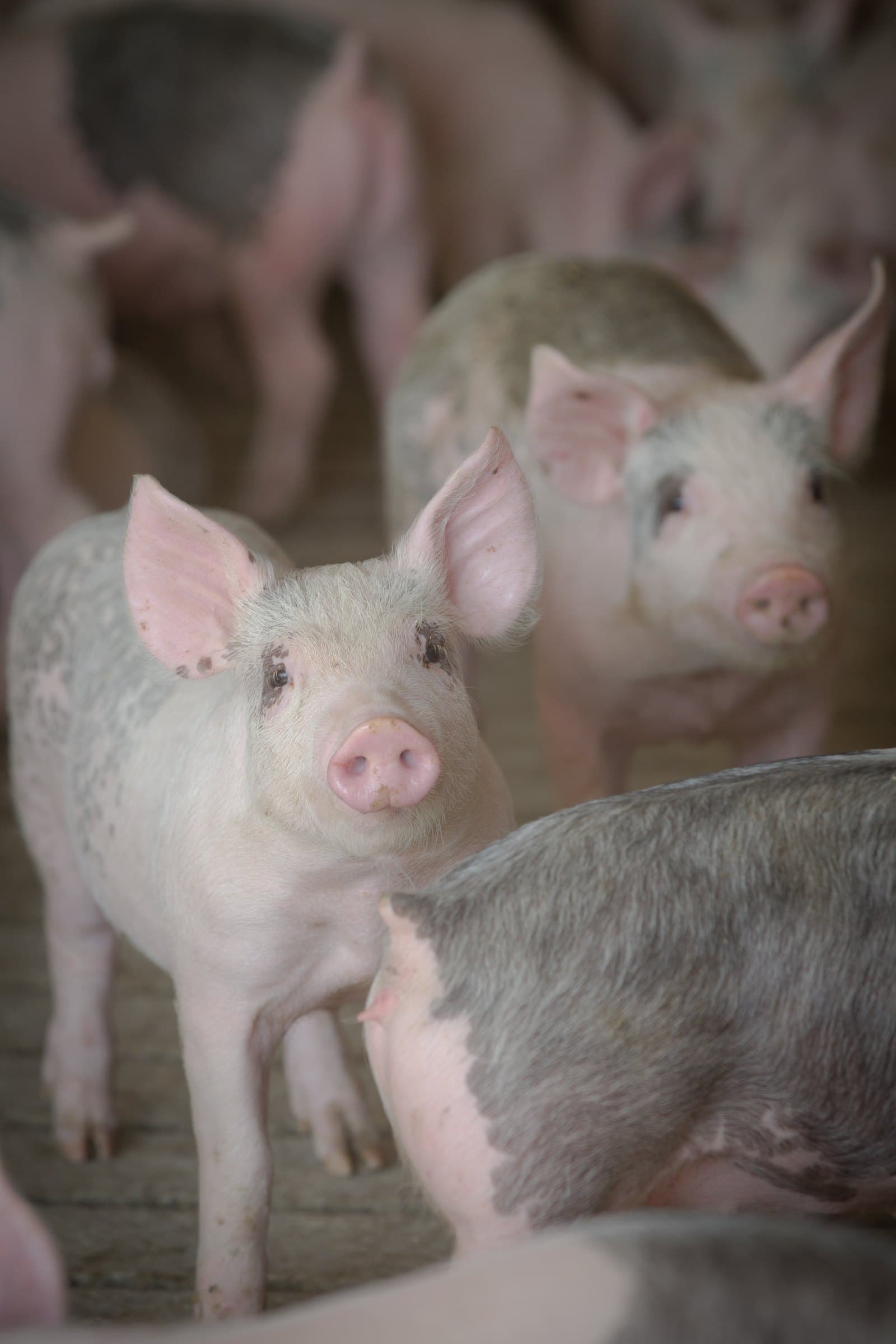Piglets in the barn, curious and close