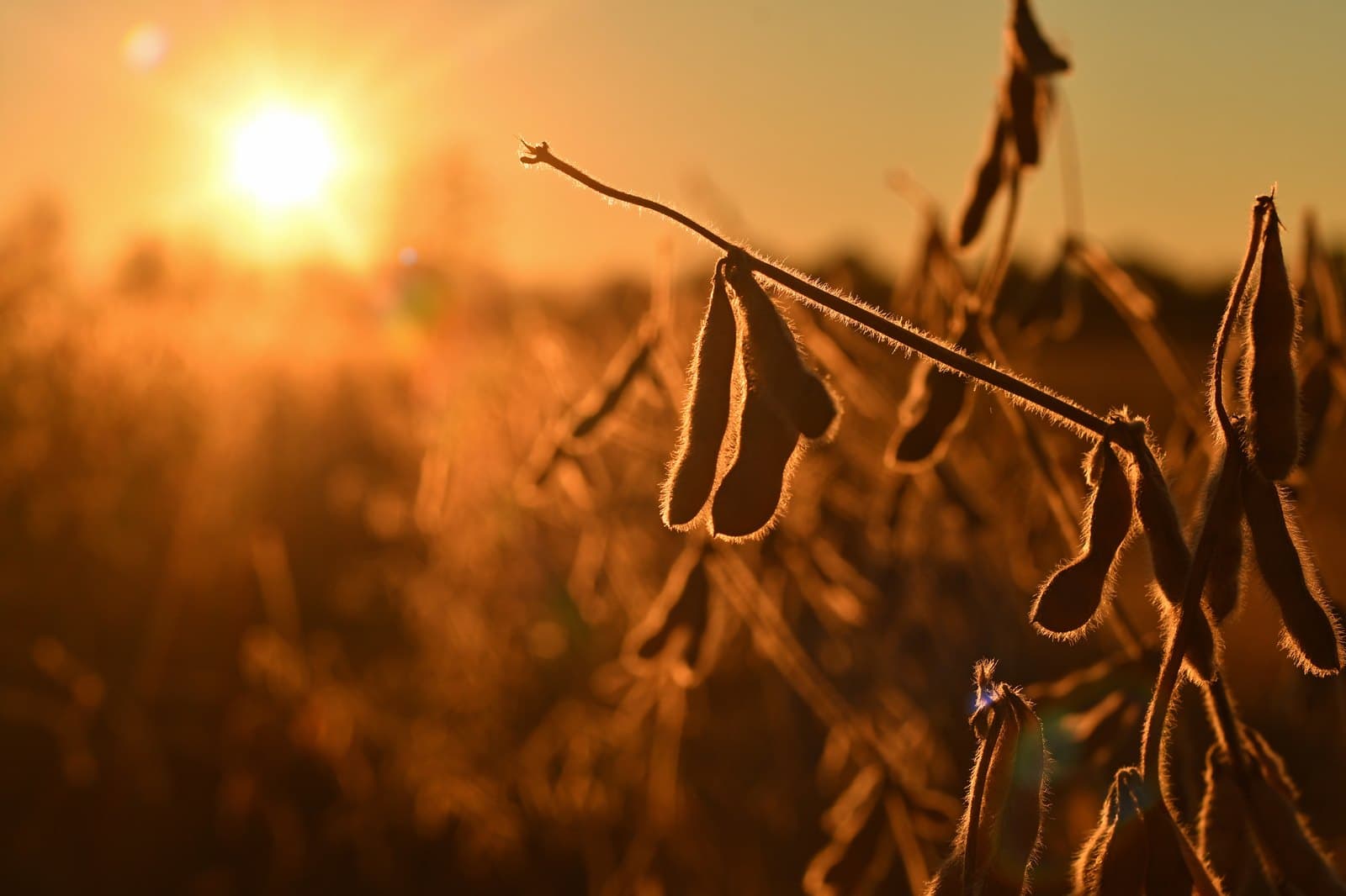 Backlit soybean pods at sunset