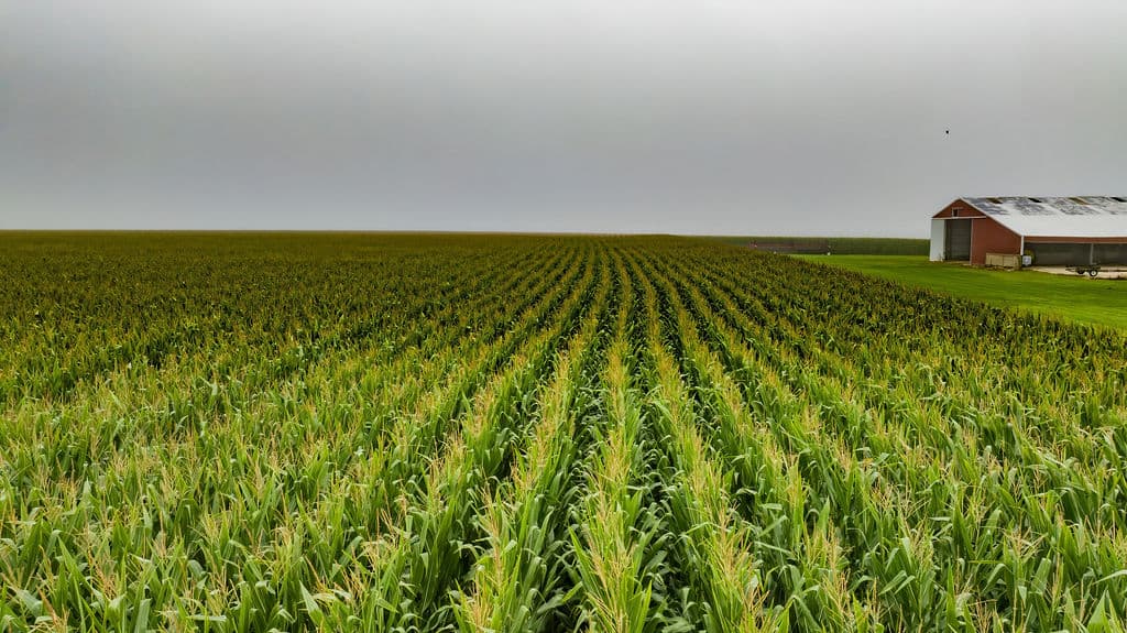 Corn rows running to the red shed, overcast morning